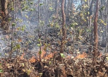 Herbivores face food crunch as Similipal burns