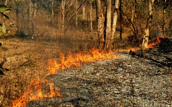 Sambalpur DFO blames farmers for forest fires