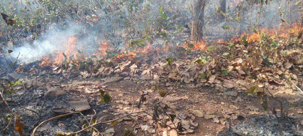 Similipal forest fires fully contained, says forest department