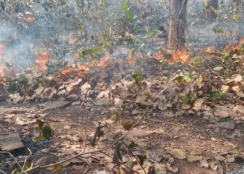 Wildfire reported from Khandagiri hill in Bhubaneswar