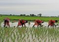 Odisha to implement PM-KISAN scheme