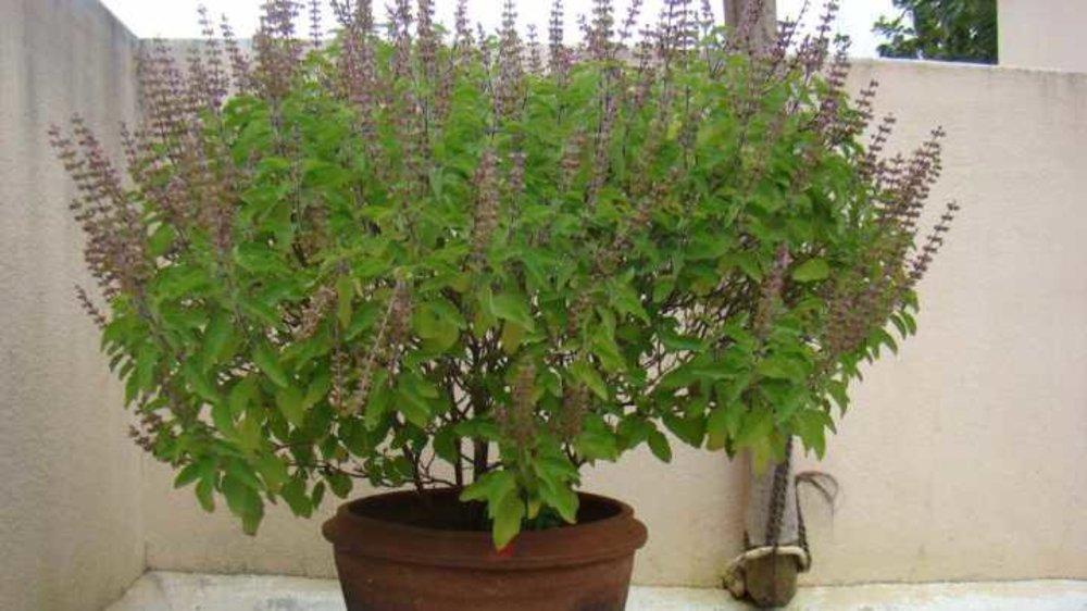 Never keep Tulsi plant in this place at home there will be loss