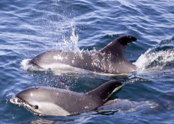 Dolphin count in Bhitarkanika on rise