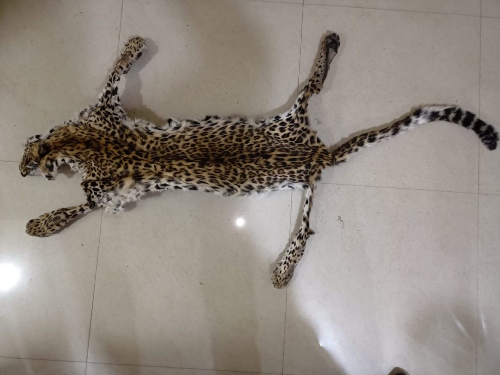 Leopard skin, elephant tusks seized, two detained in Nayagarh district