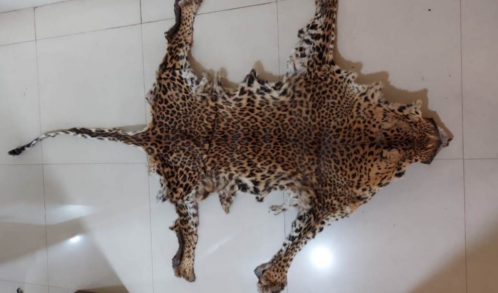 Leopard skin seized, 2 arrested in Khurda