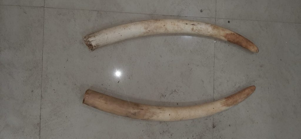 Special Task Force Saturday seized a leopard skin and two pieces of tusk