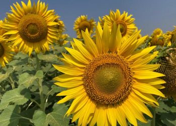 sunflowers