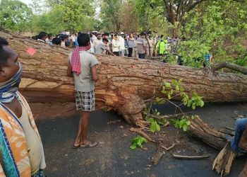 Woman killed as dead tree breaks and falls on her 