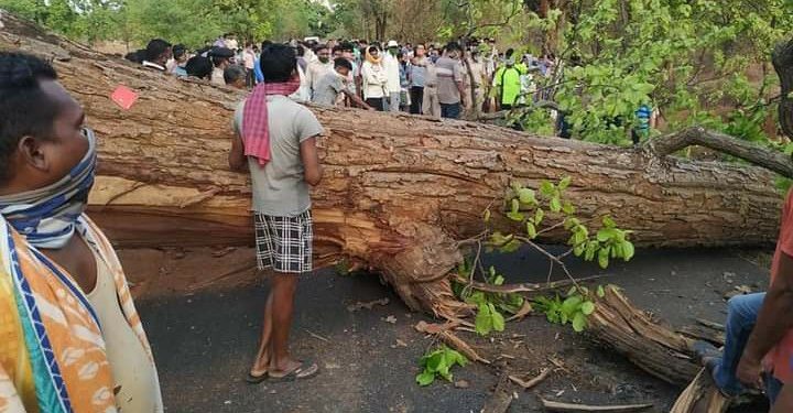 Woman killed as dead tree breaks and falls on her 