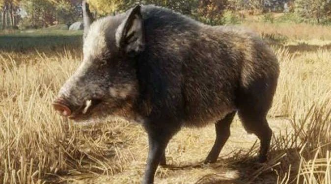 Youth killed, 3 critical in wild boar attack