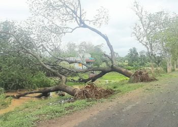 Fury of nature: Huge trees uprooted on the Akhandalamani-Bhadrak road after ‘Yaas’ struck the district Wednesday