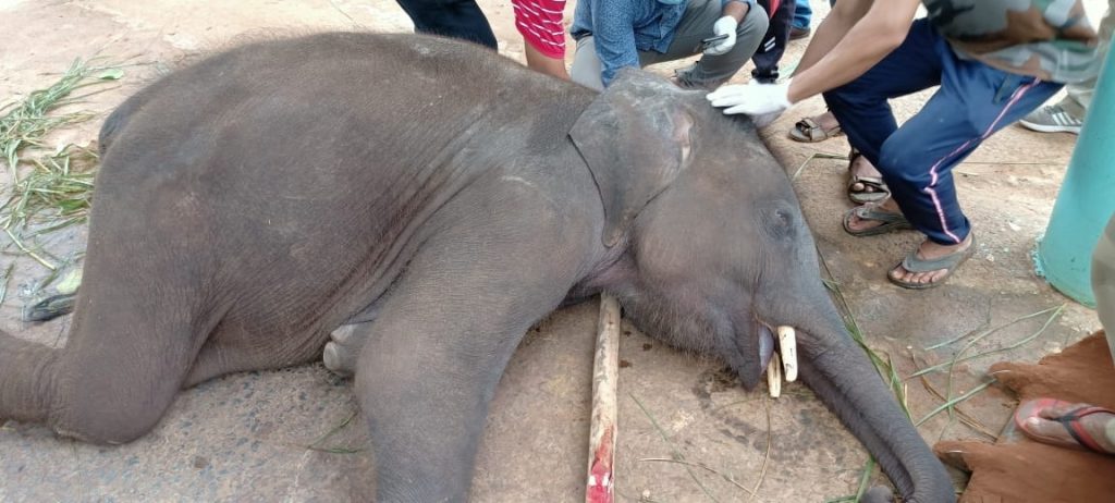 Jumbo death in Kapilas zoo sparks concern