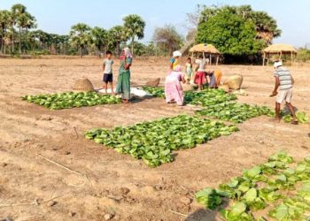 Tribals suffer as DFO restricts MFP sales