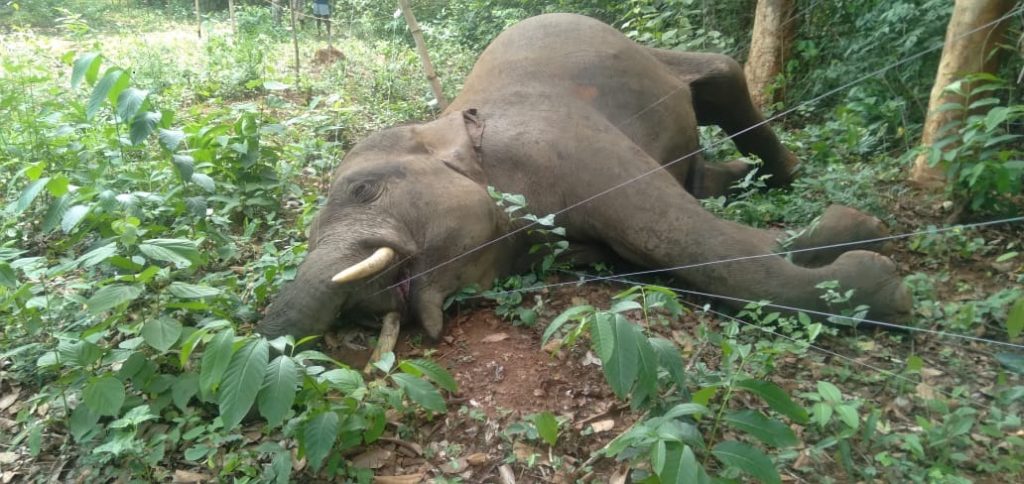 Tusker carcass recovered from orchard