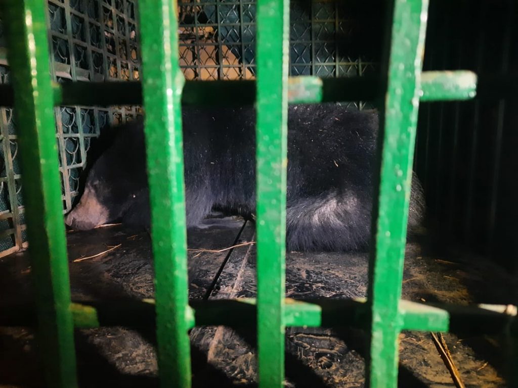 Wild bear sneaks into village in Nabarangpur district; caught after 8hrs