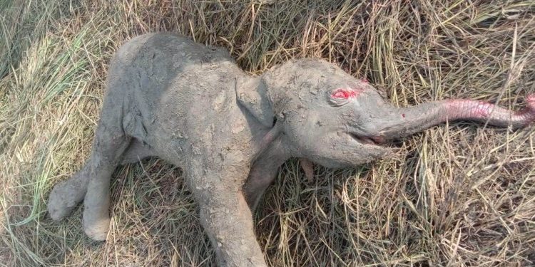 Newborn elephant calf found dead in Kalahandi farmland