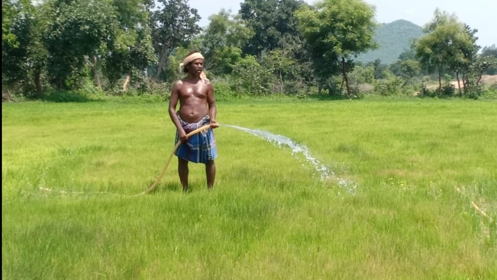 Seedling death (Gaja Marudi) due to lack of rain haunts Kesinga farmers