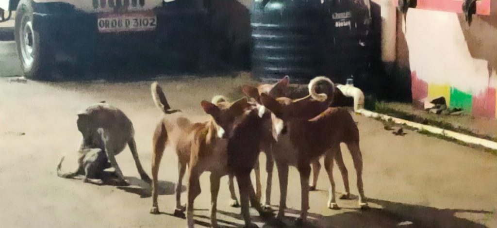 Stray dog menace bites Bhuban residents, administration alike