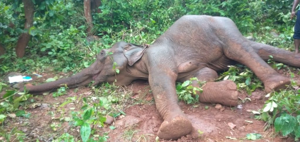 Ailing elephant dies despite treatment