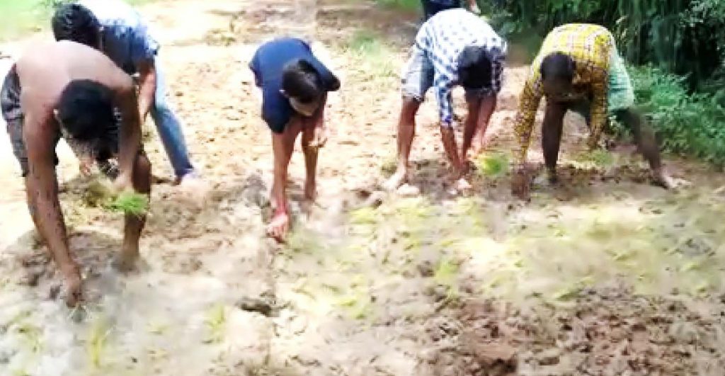 In a unique protest, villagers plant paddy on slushy road