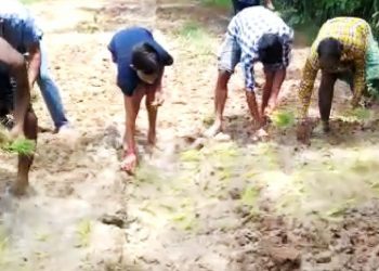 In a unique protest, villagers plant paddy on slushy road