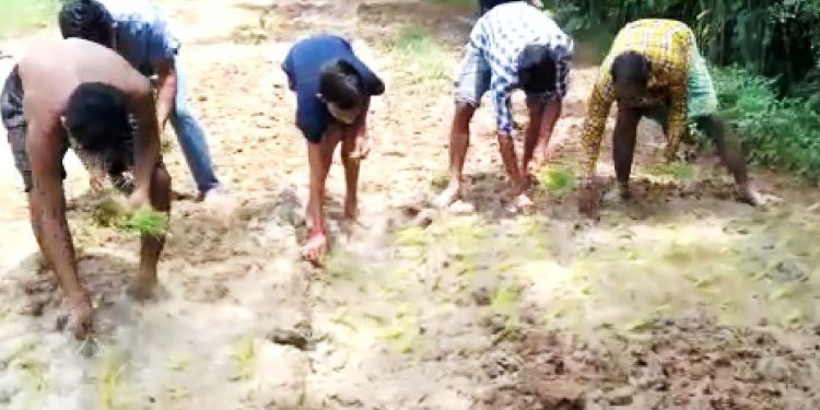 In a unique protest, villagers plant paddy on slushy road