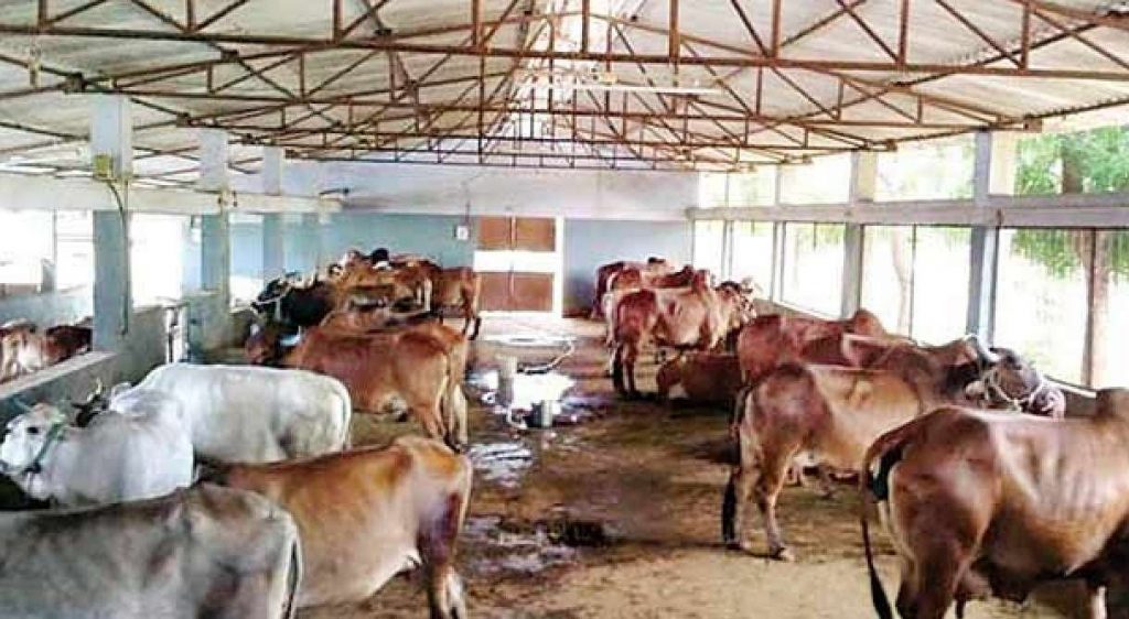 Mayurbhanj farmers turn away from dairy