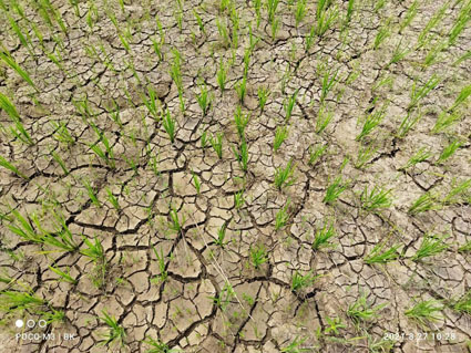 Farmers seek aid over drought-like situation - OrissaPOST