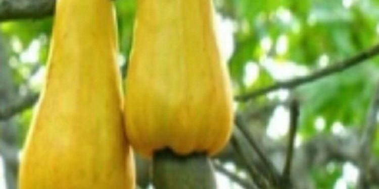 Cashew farming takes a back seat in Jagatsinghpur