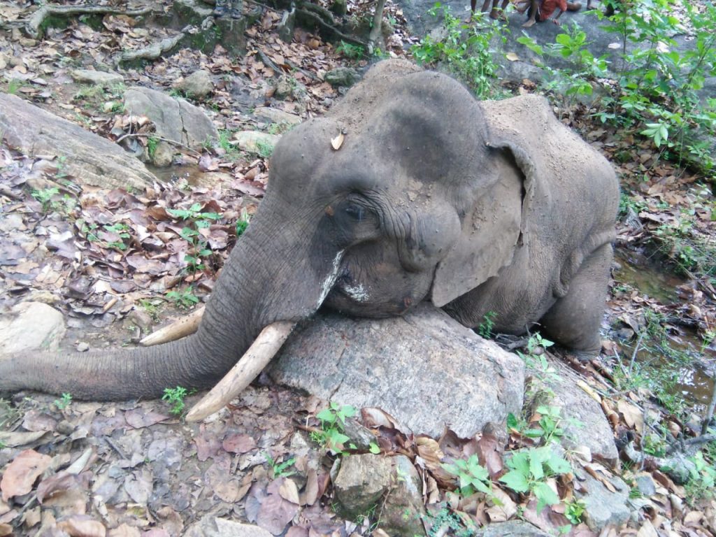 Decomposed carcass of tusker found in Angul district