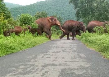 Elephants