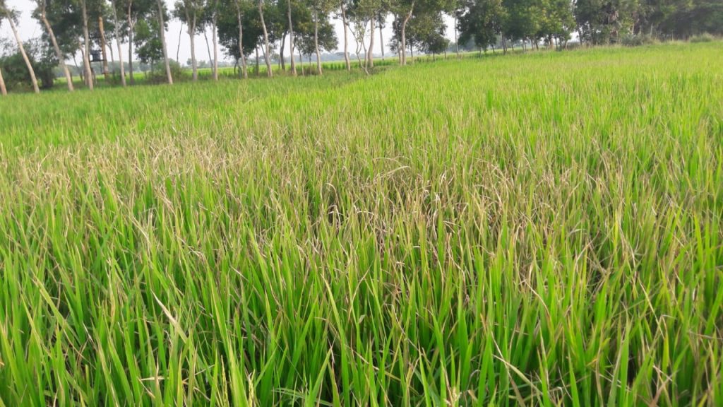 cyclone Dana - Paddy farmers