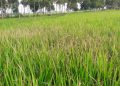 Paddy fields