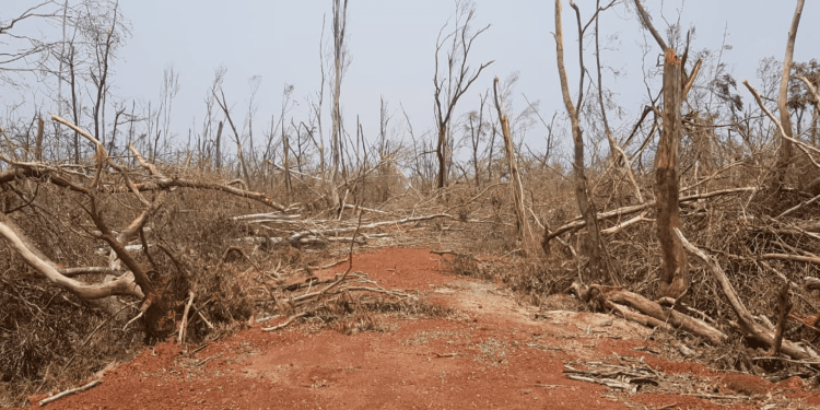 File photo of the Fani-hit Balukhand sanctuary