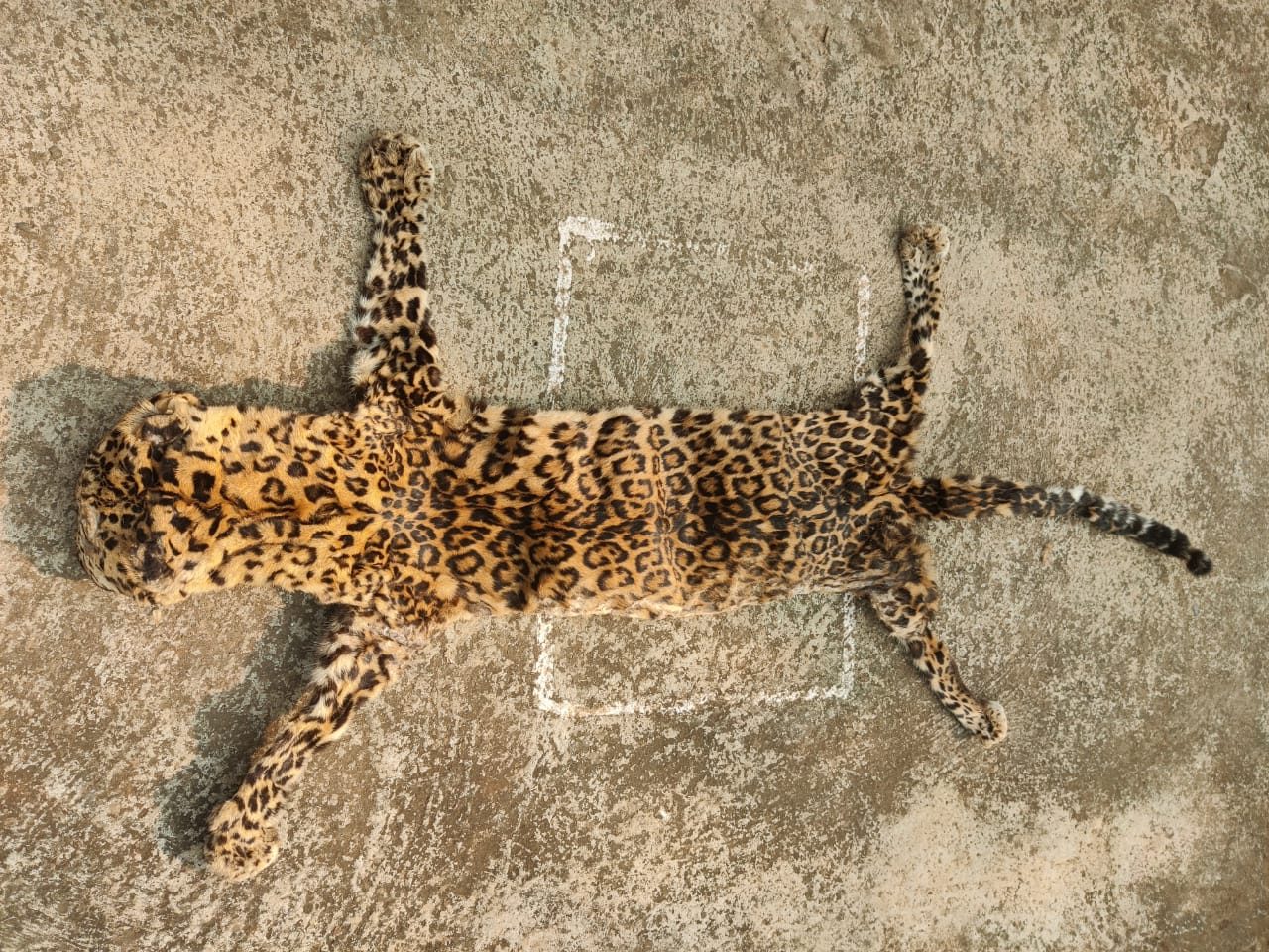 Leopard skin seized, 2 held in Mayurbhanj d