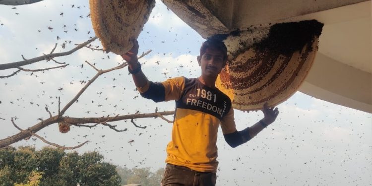 Pandemic oozes bitter taste for honey hunters