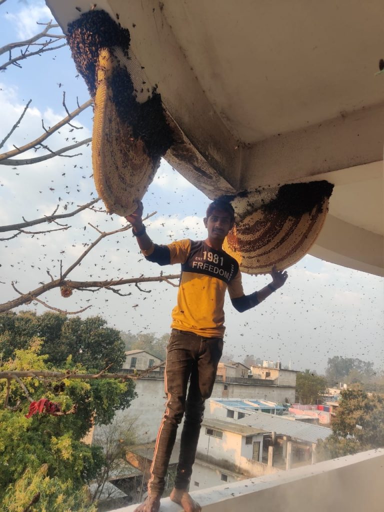 Pandemic oozes bitter taste for honey hunters