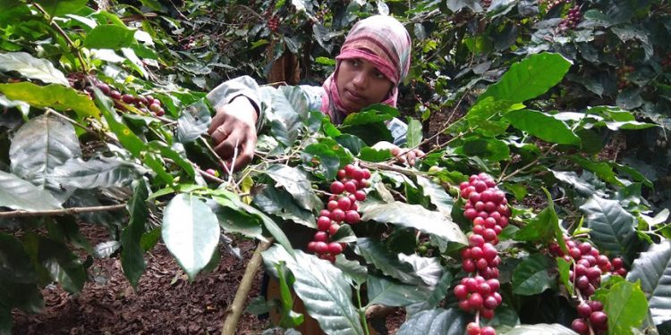Coffee farming to get boost in Koraput courtesy SHGs - OrissaPOST