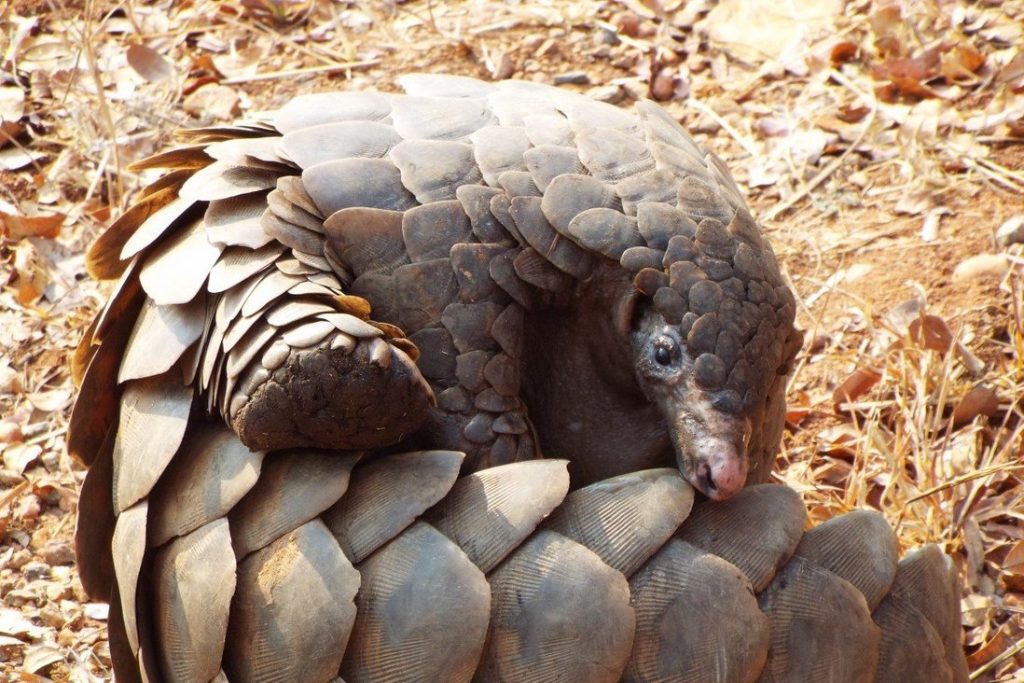 Pangolin