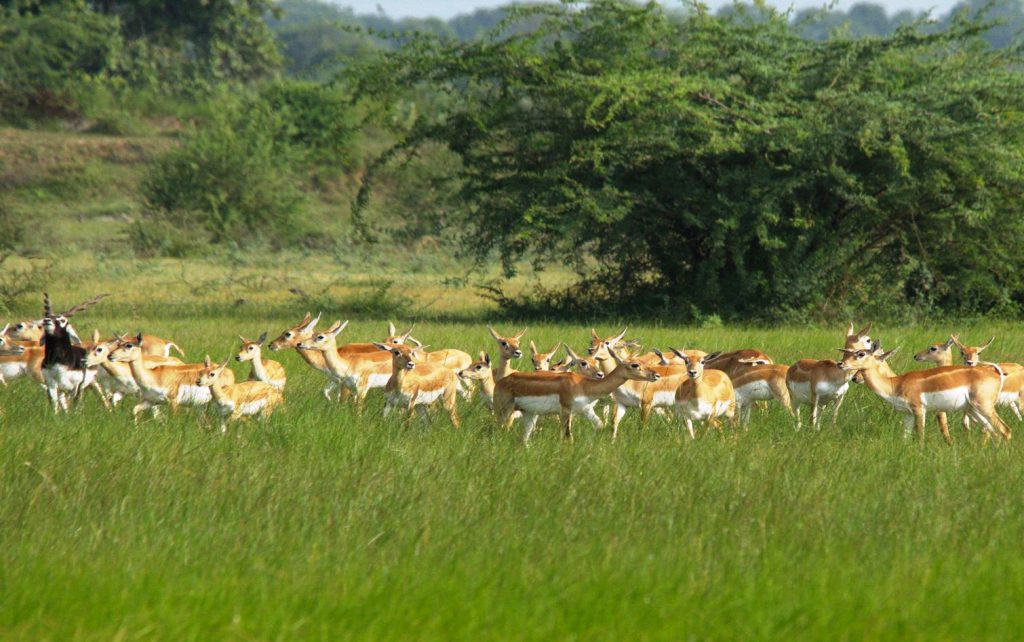 Blackbuck protection Ganjam villagers lead by example