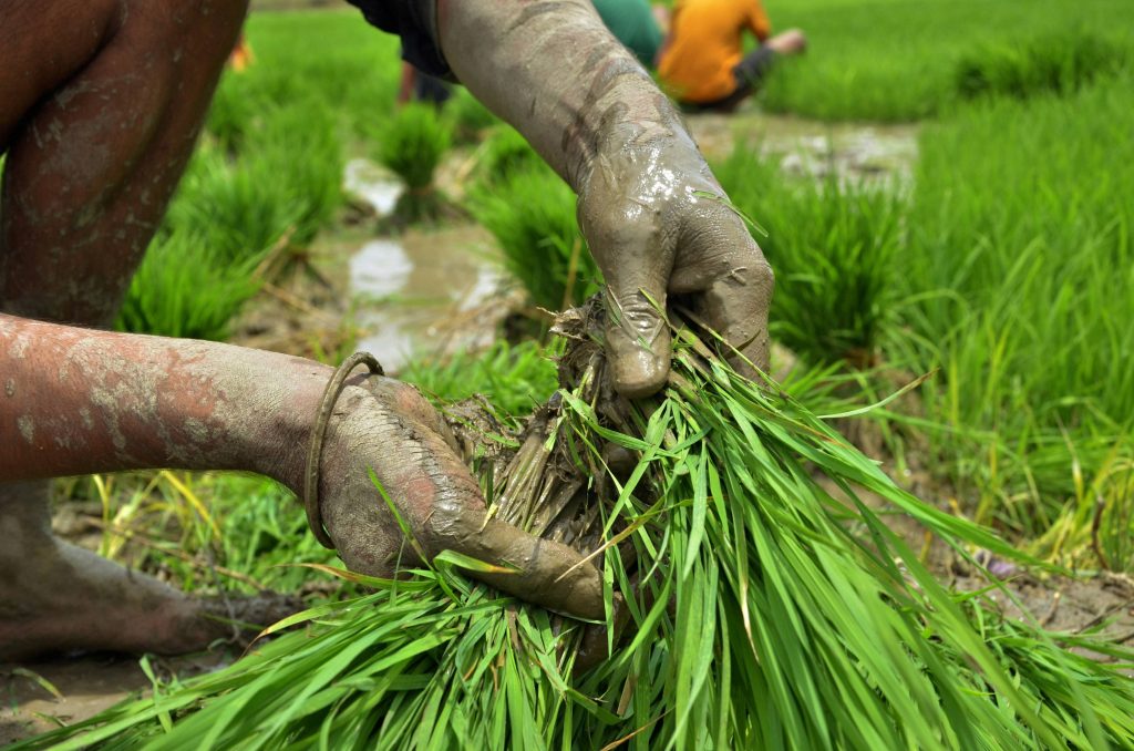 Paddy cultivation