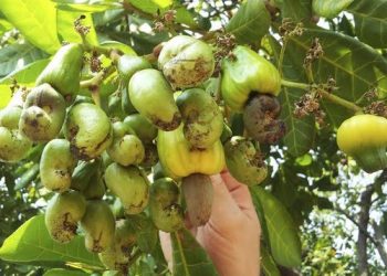 Cashew plant