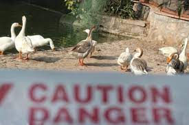 US Confirms 1st Human Case Of Bird Flu - OrissaPOST