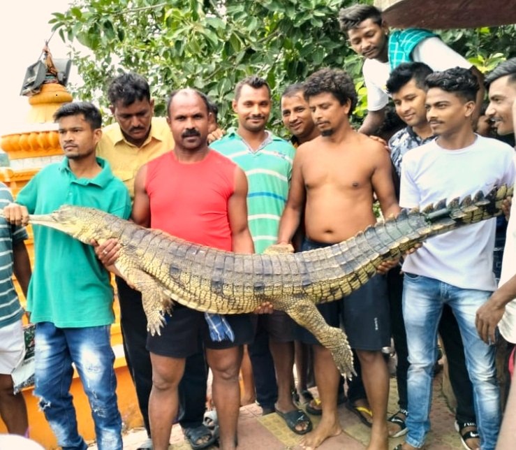 Crocodile fitted with GPS device found dead on Mahanadi bank - OrissaPOST