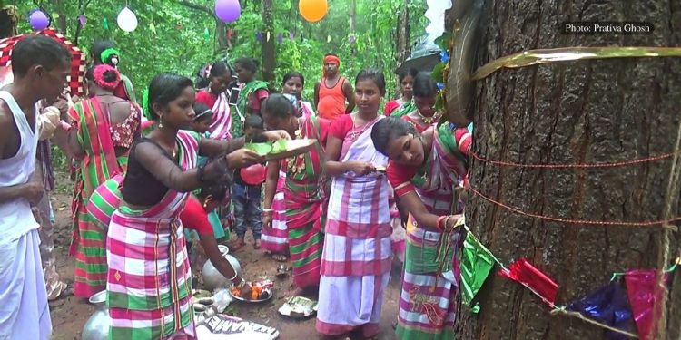 Mayurbhanj's tribal communities bind with the best, tie rakhis to trees.