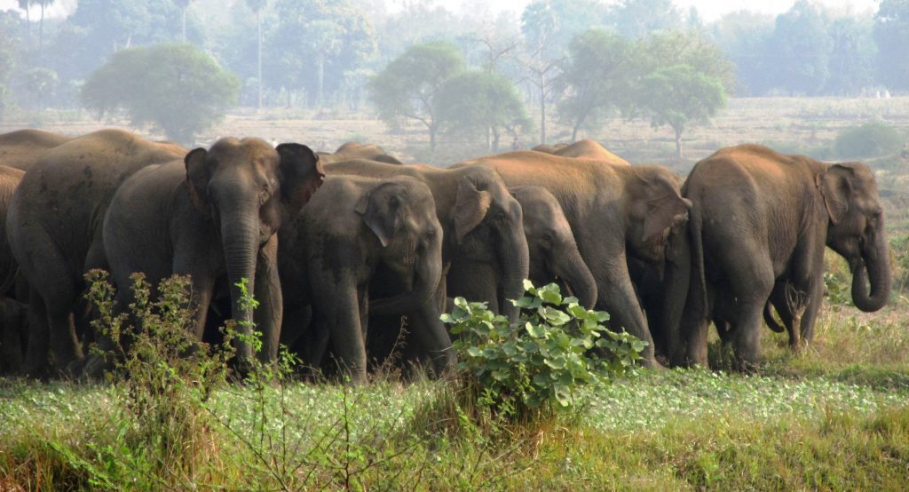 Elephant herd