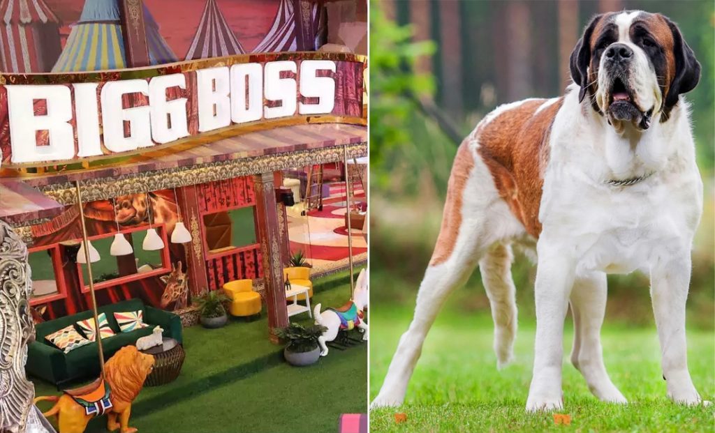 Bigg Boss 16, St Bernard