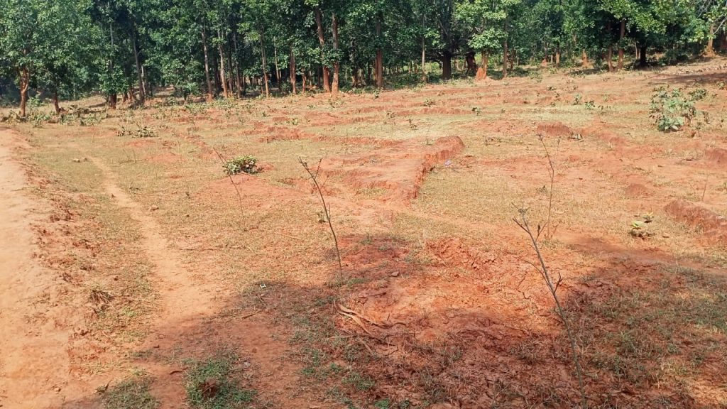 Phulbani, Forest department, Plantation