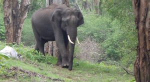 Odisha: Chandragiri reserve forest set to get elephant care centre