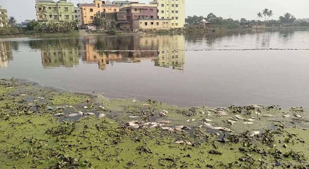 Fish kill in Bata river